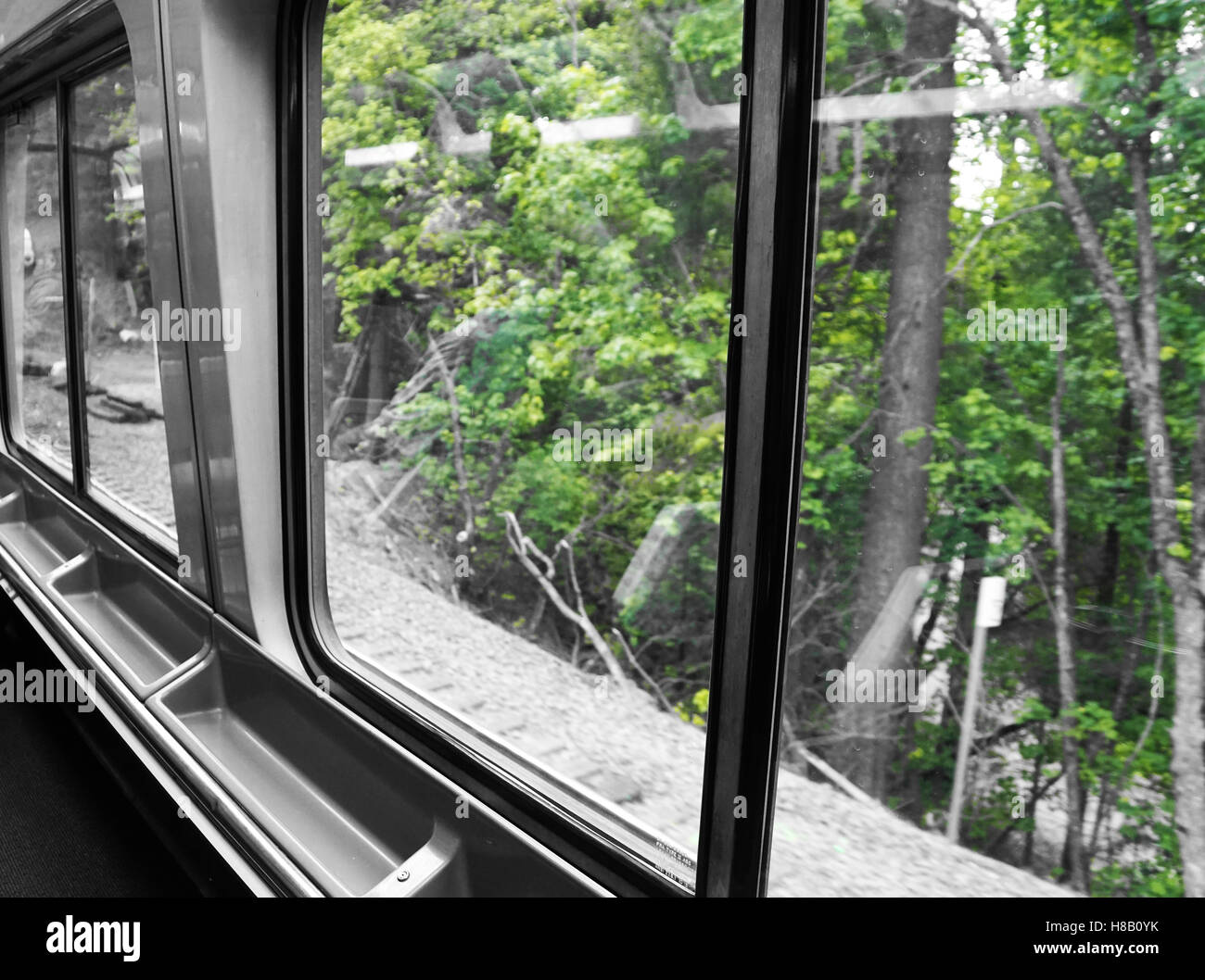 Verdi alberi vista dalla finestra del treno con il contrasto del bianco e nero Foto Stock