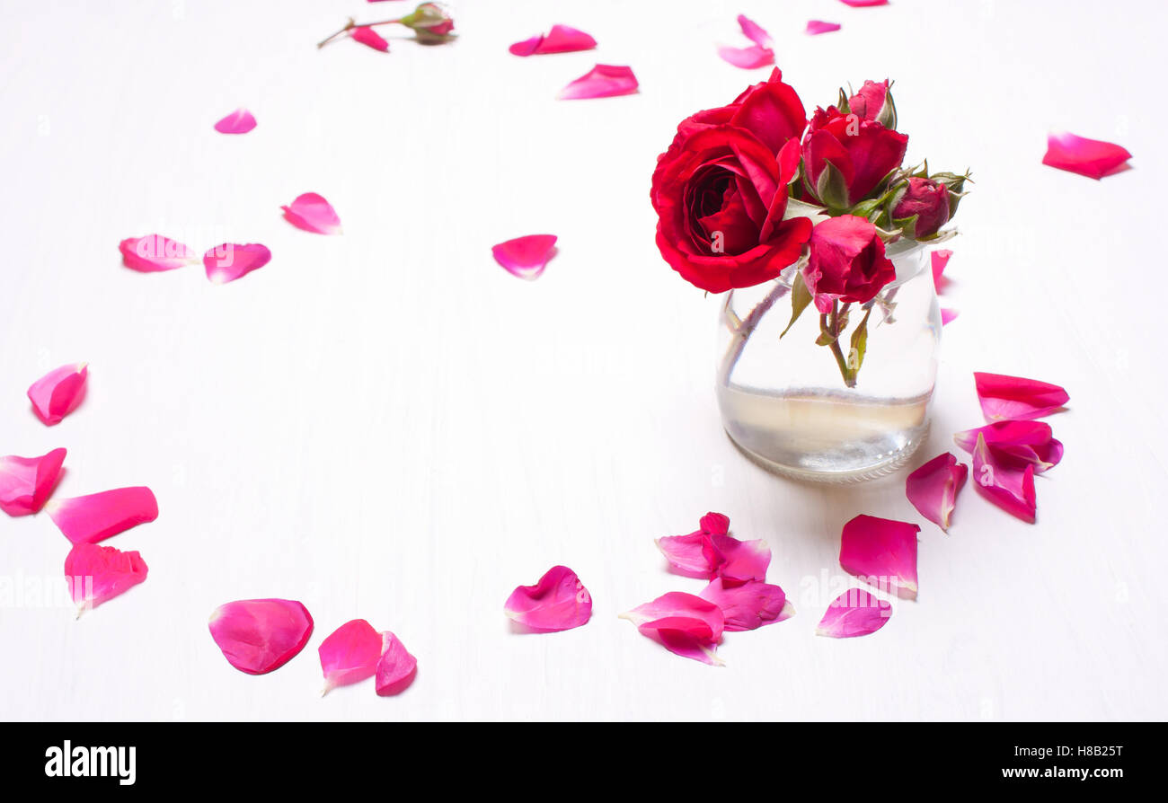 Rose rosse circondato dai petali sfocate su sfondo bianco,biglietto di auguri con fiori Foto Stock