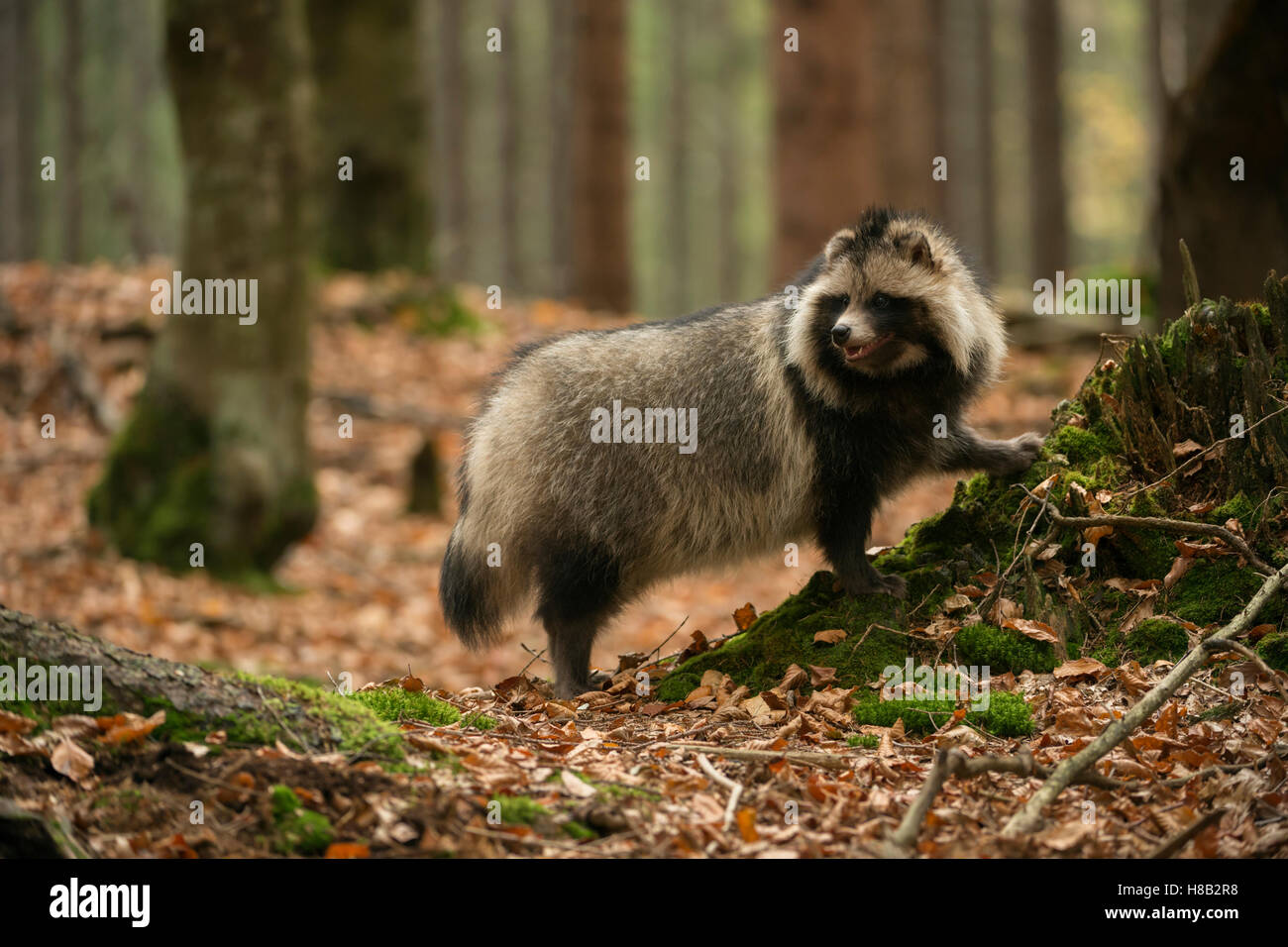 Cane procione ( Nyctereutes procyonoides ), animale adulto in inverno Nizza pelliccia, in una foresta, guardando indietro, colori autunnali. Foto Stock