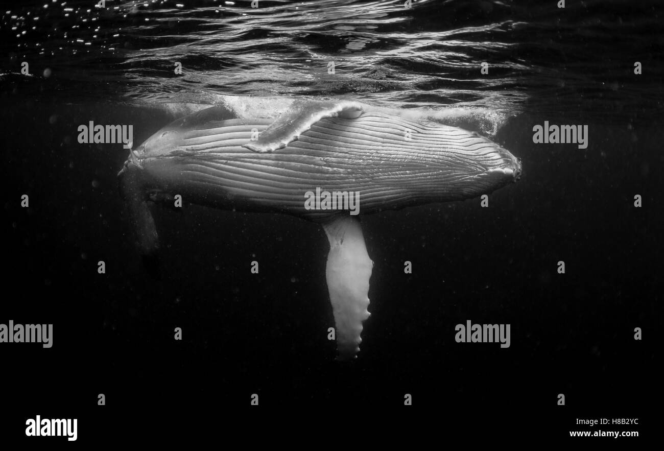 Humpback Whale underwater durante la stagione del parto, Tonga. Foto Stock