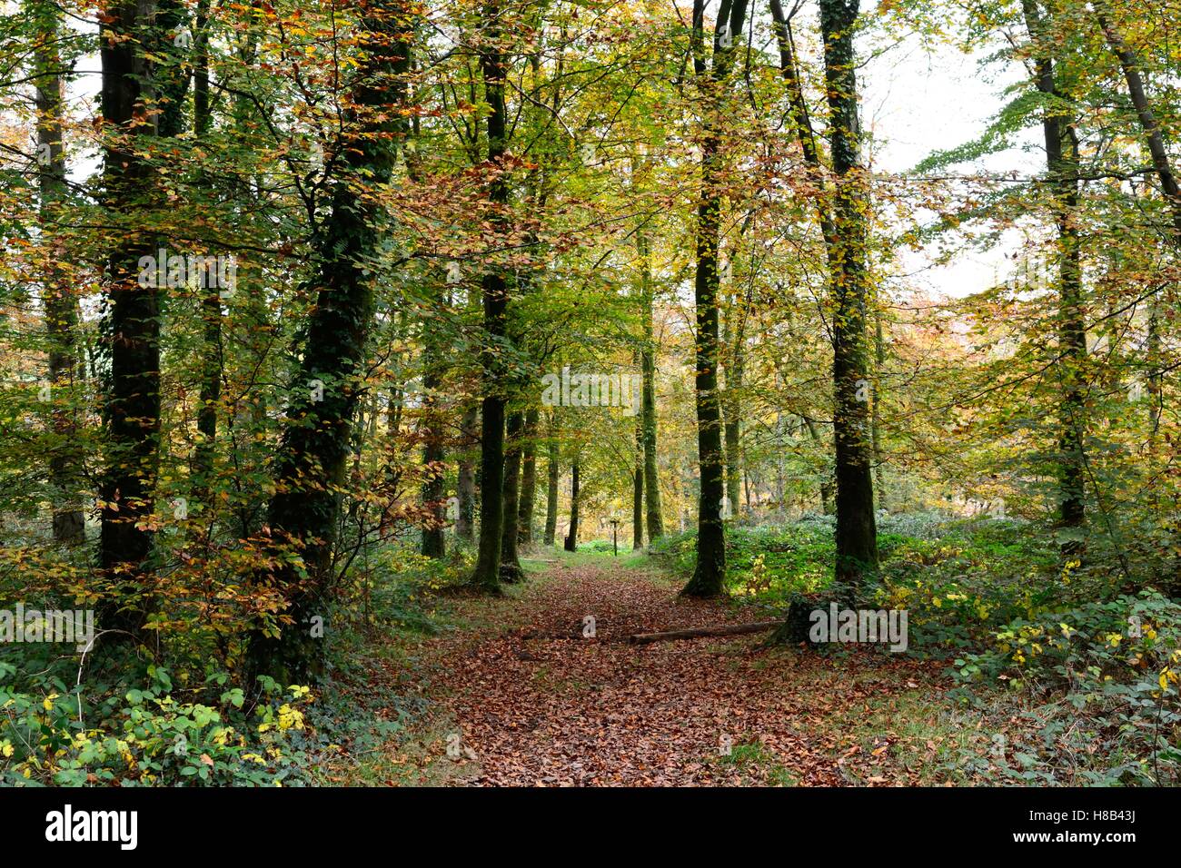 A piedi attraverso i cavalieri modo Canaston boschi in autunno Pembrokeshire Wales Foto Stock