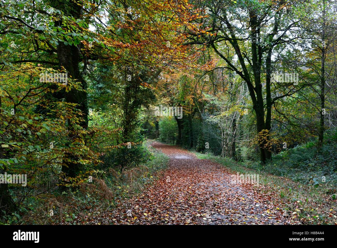 A piedi attraverso i cavalieri modo Canaston boschi in autunno Pembrokeshire Wales Foto Stock