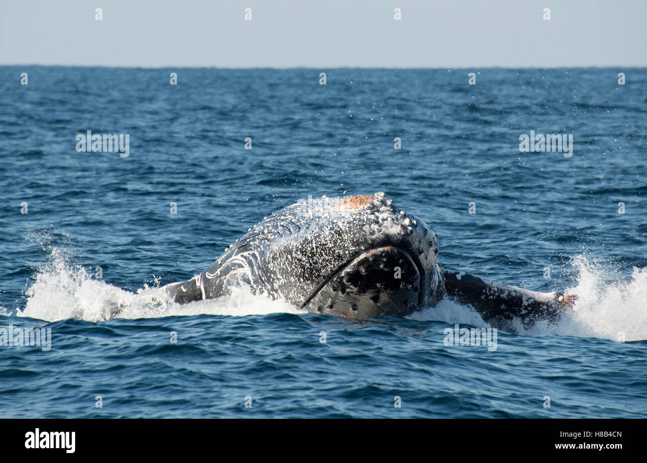 Humpback Whale violare al largo della costa orientale del Sud Africa durante i mesi invernali quando stanno migrando a nord di acque più calde. Foto Stock