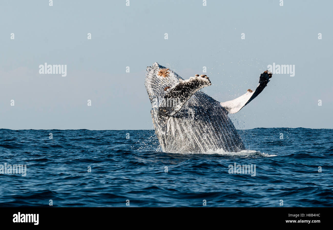 Humpback Whale violare al largo della costa orientale del Sud Africa durante i mesi invernali quando stanno migrando a nord di acque più calde. Foto Stock