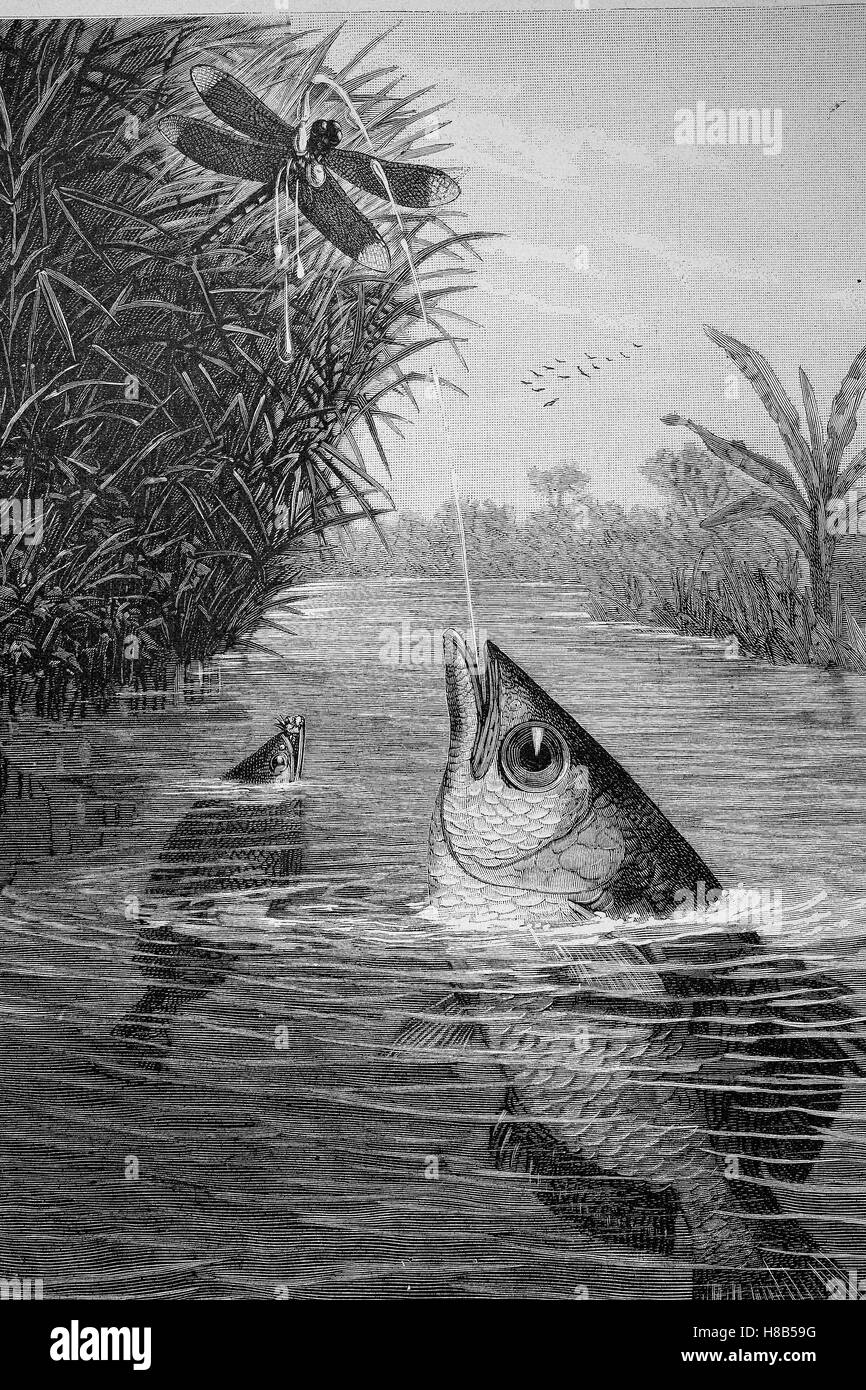 Il archerfish nastrati, Toxotes jaculatrix, è un acqua salmastra perciform pesci del genere archerfish Toxotes, Xilografia dal 1892 Foto Stock