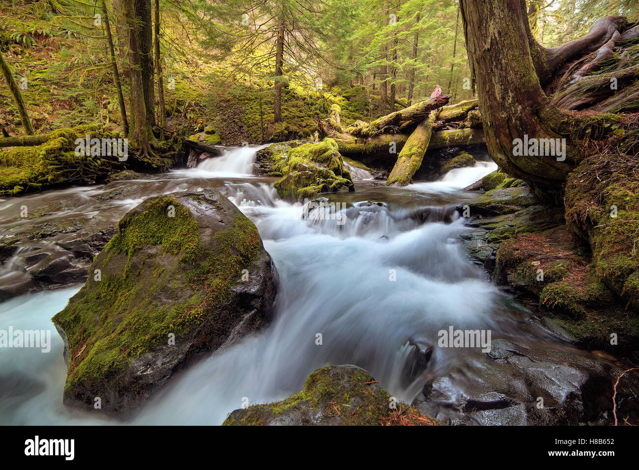 Log Jam a Panther Creek Falls in Gifford Pinchot National Forest Stato di Washington Foto Stock