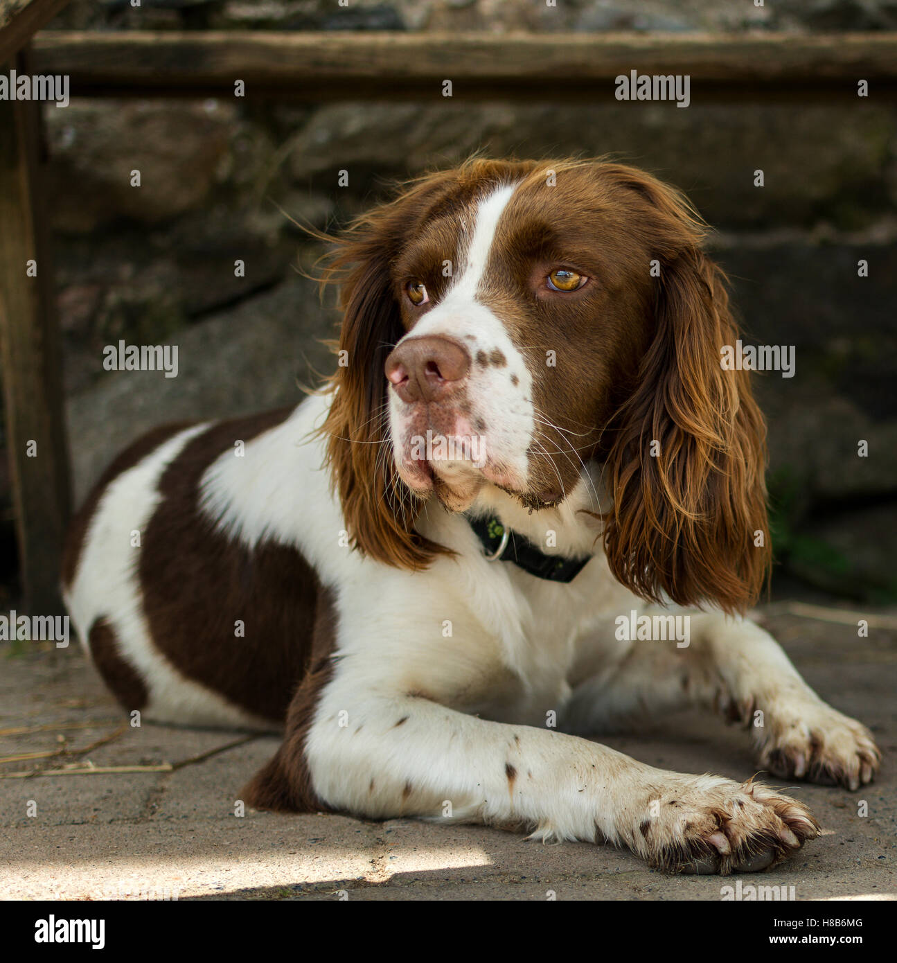 Springer Spaniel cane riposa all'ombra Foto Stock