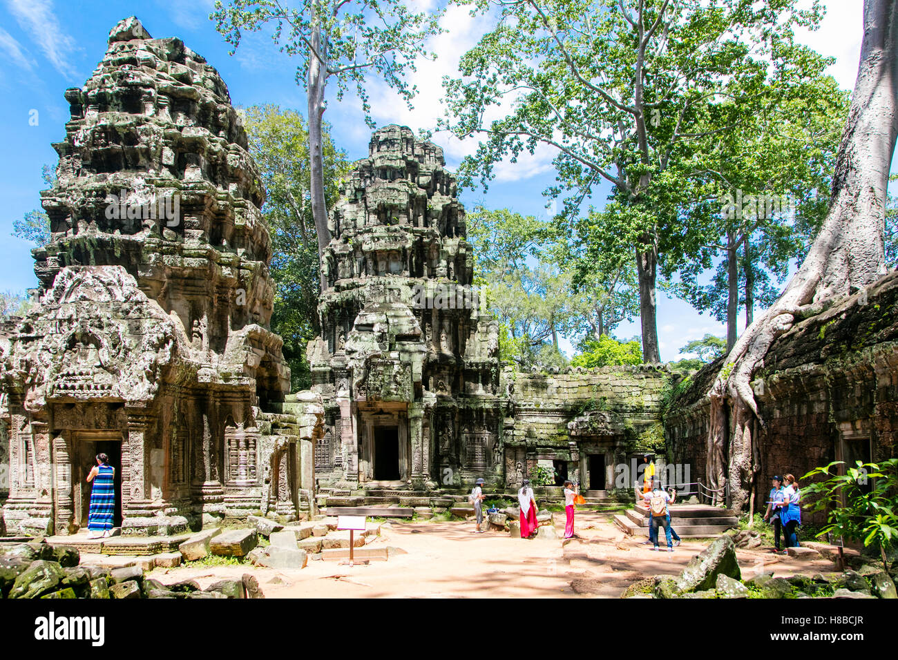 Ta Prohm, Angkor, Cambogia Foto Stock