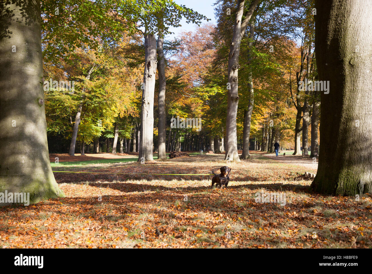 Autunnale di faggio nel parco broekhuizen con teckel sul lungo guinzaglio in autunno Foto Stock