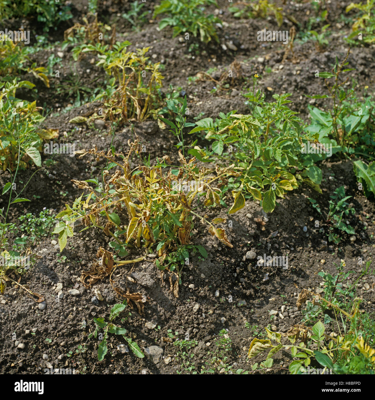Grave late blight, Phytophthora infestans, danni ad un raccolto di patate Foto Stock