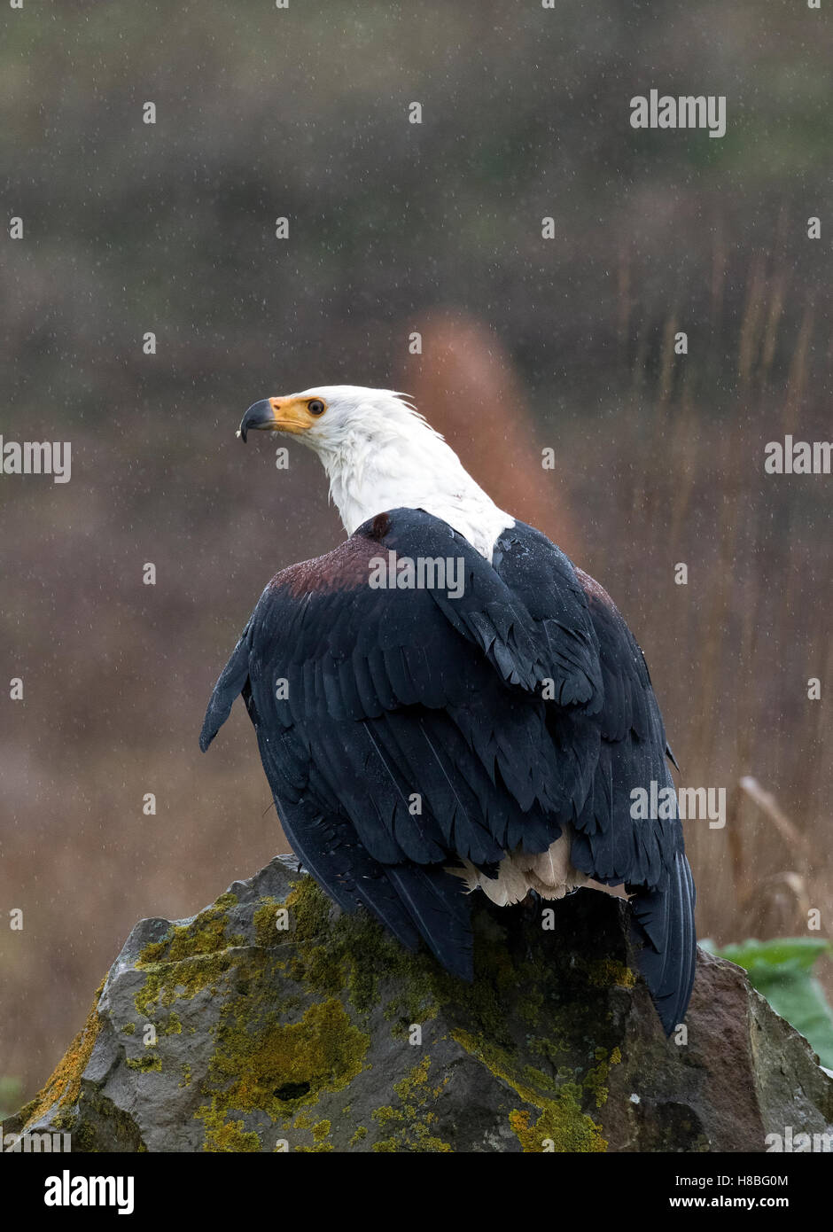 Uccello della preda Foto Stock