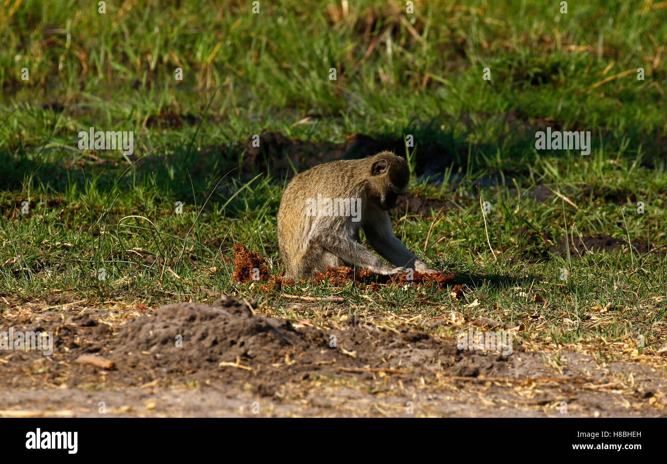 Vervet monkey indagando sterco di elefante gustosi bocconcini di mangiare ! Foto Stock