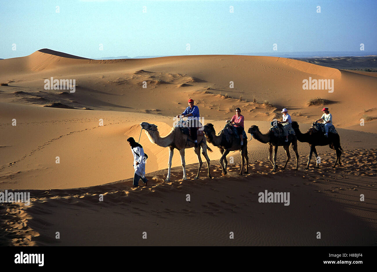 Kamelritt in der Wüste, Merzouga-Dünen, Marokko. Chiave: Landschaft, Himmel, Wüste, sabbia, Kamel, Kamele, Karawane, Düne. Foto Stock
