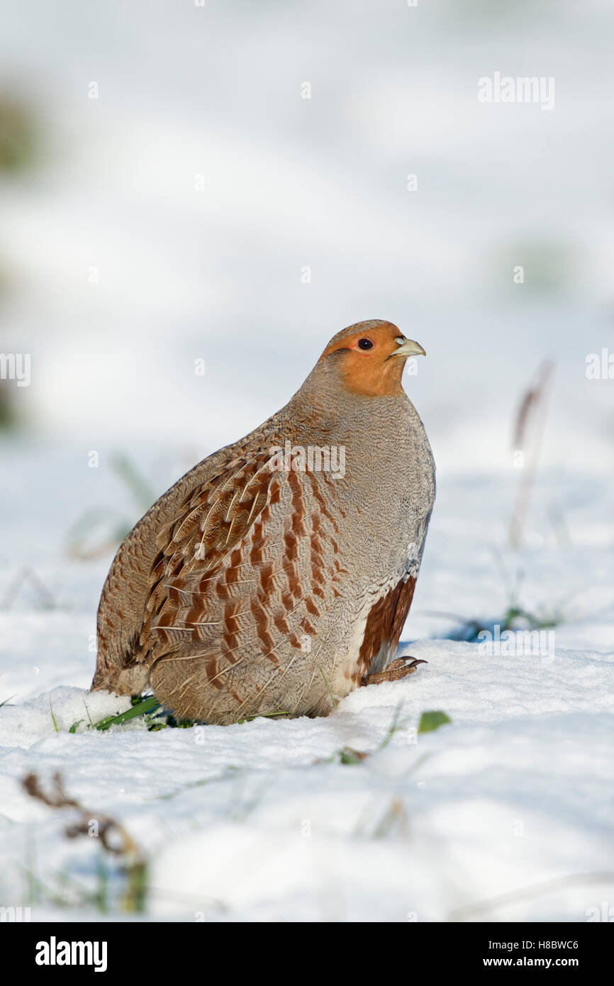 Partridge grigio ( Perdix perdix ) seduto sulla neve, su terreno innevato, campi, tutto il corpo, vista laterale, soleggiato giorno d'inverno, fauna selvatica, Europa. Foto Stock