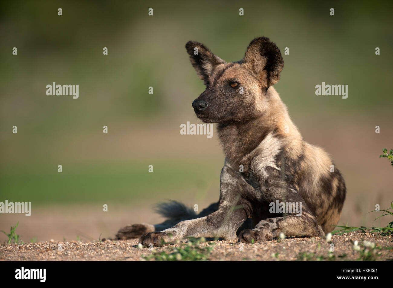 Ritratto di wilddog africana (Lycaon pictus) di appoggio Foto Stock