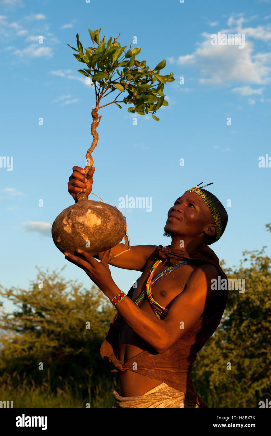 Ritratto di San bushman uomo, tenendo un bi tubero scavato da terra - il tubero è una sorgente di acqua Foto Stock
