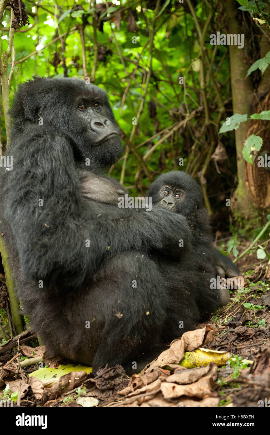 Ritratto di femmina di gorilla di montagna (Gorilla beringei beringei) e baby Foto Stock