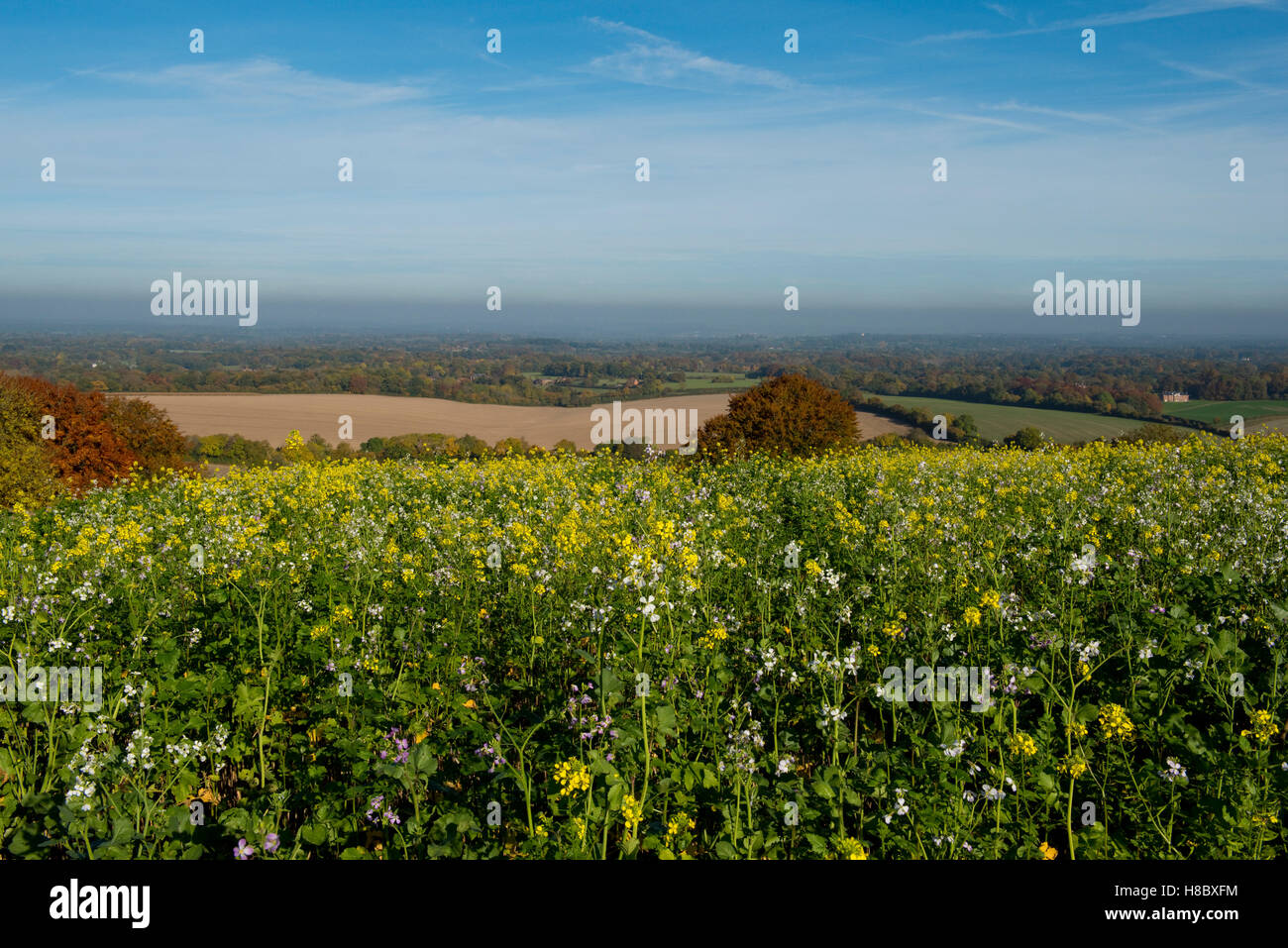 Concime verde o il gioco raccolto in autunno fioritura con la prospettiva a lungo termine di West Berkshire Campagna in autunno, Ottobre Foto Stock