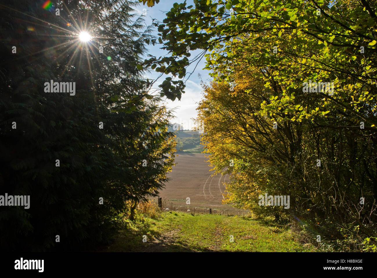 Sole brillante su colori autunnali nel North Wessex Downs, Berkshire, Ottobre Foto Stock