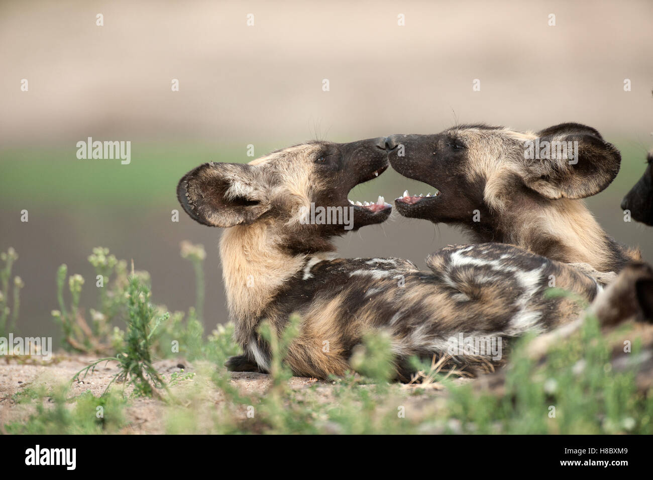 Ritratto di due paesi africani cane selvatico (Lycaon pictus) interagenti toccando il naso a naso Foto Stock