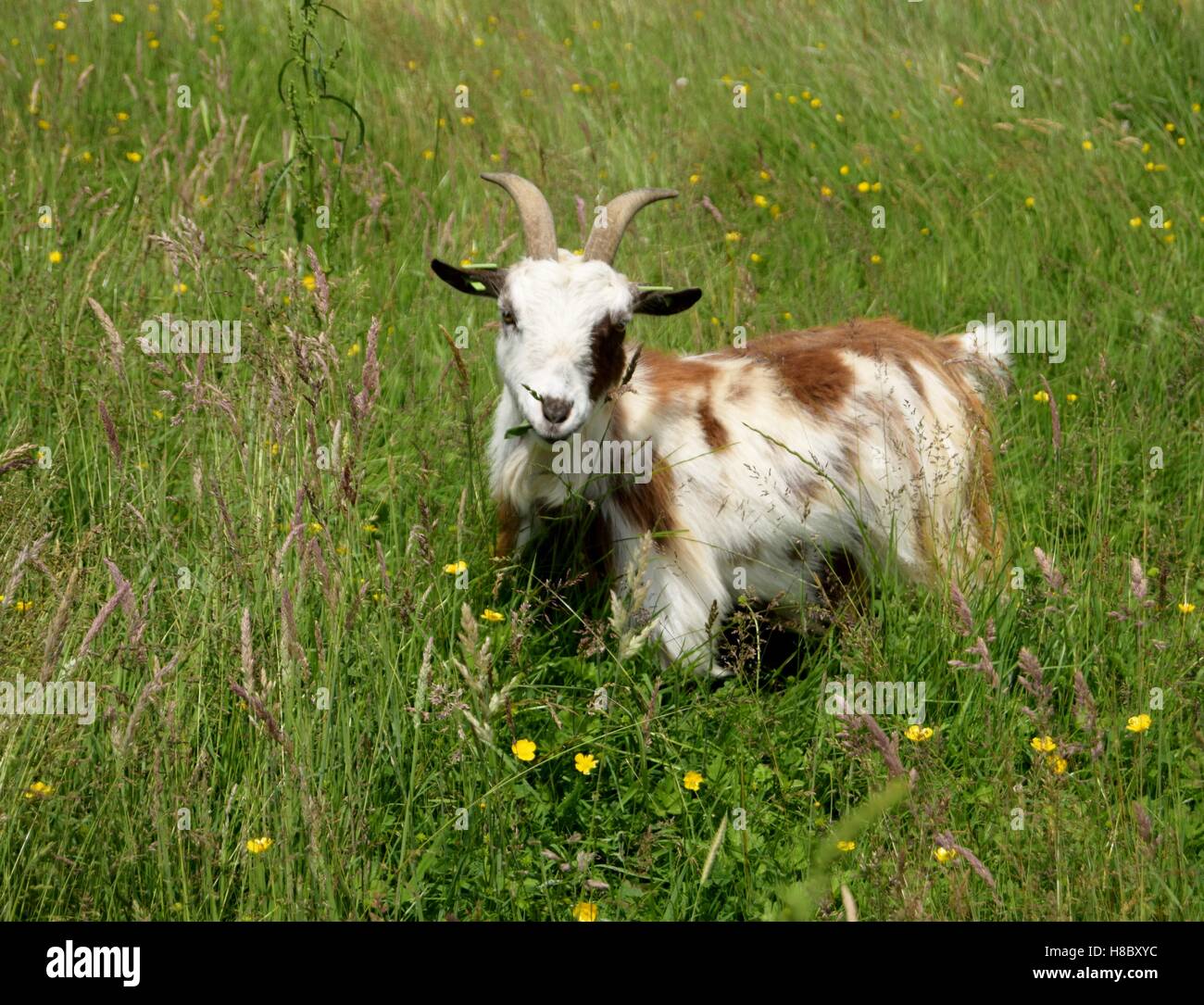 Capra nel nostro fiore selvatico prato. Foto Stock