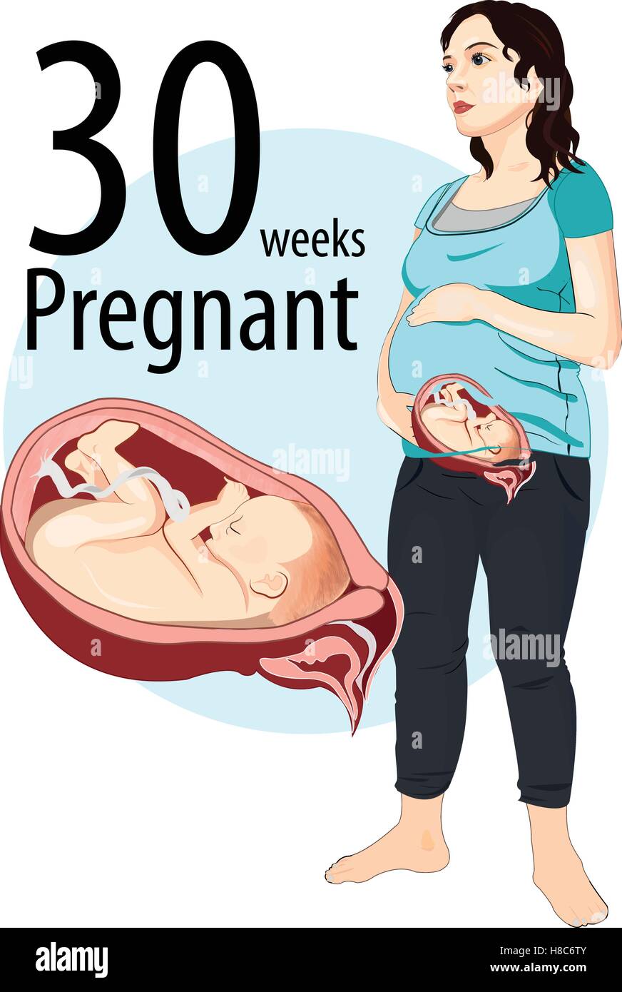 Illustrazione Vettoriale di 30 settimane di gravidanza. Illustrazione Vettoriale
