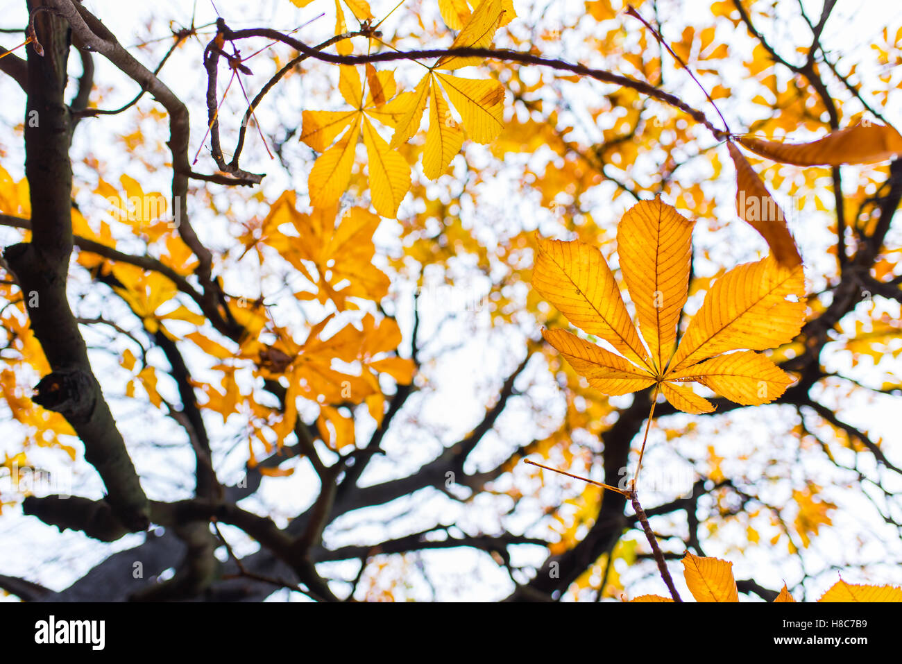 View all'albero in autunno la luce solare Foto Stock