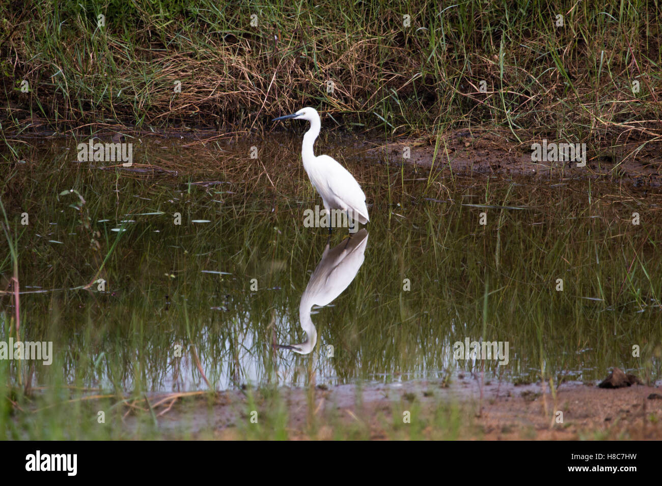 Riflessioni di un garzetta in uno stagno in Sri Lanka Foto Stock