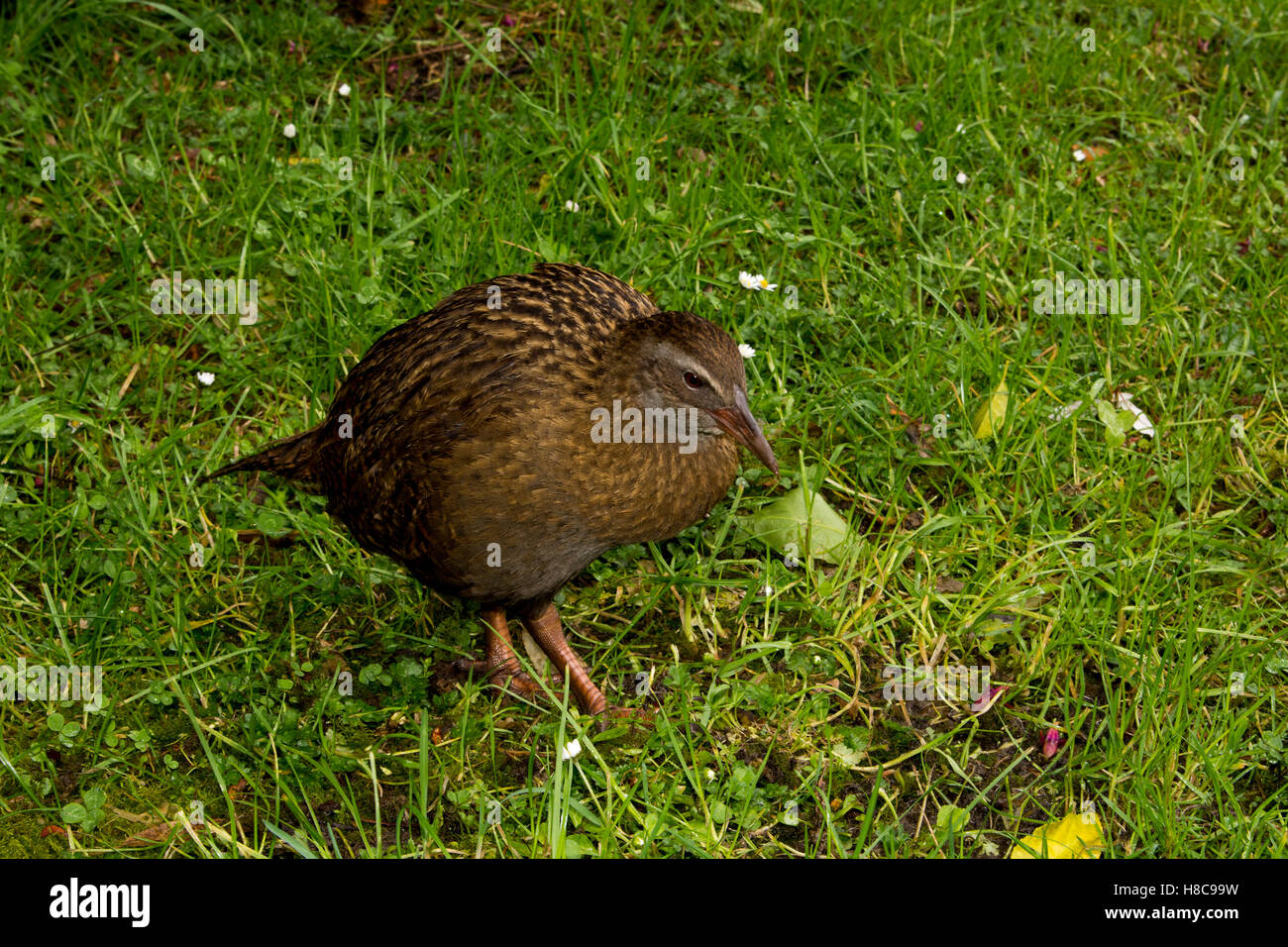 Il weka Gallirallus australis è un male endemico flightless bird della Nuova Zelanda. Spesso essi sono molto curiosi. Foto Stock