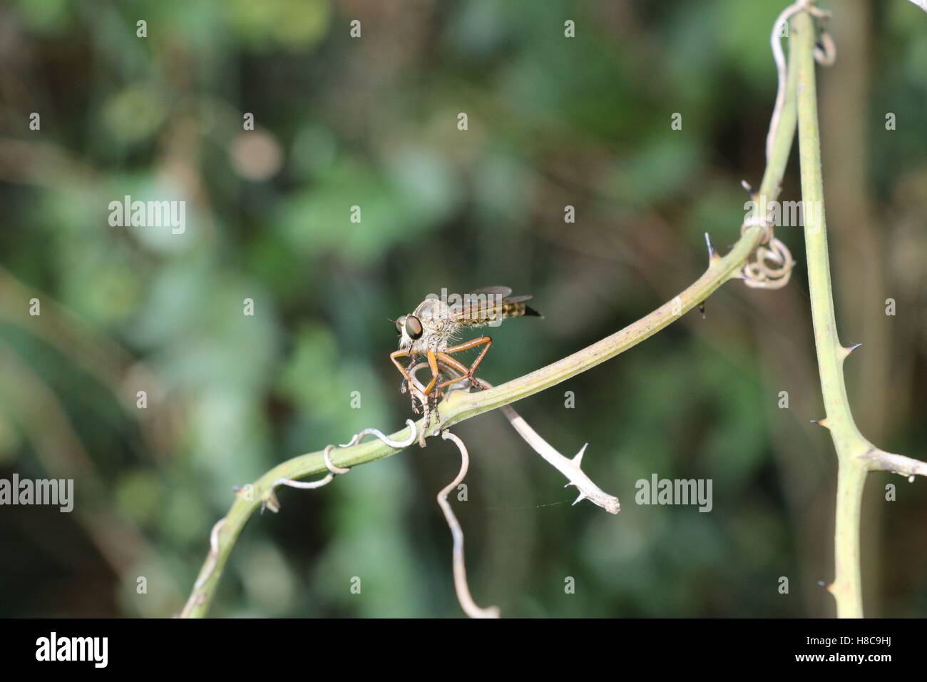 Mosquito sulla pianta disponibili in alta risoluzione e di diverse dimensioni per adattarsi alle esigenze del vostro progetto Foto Stock