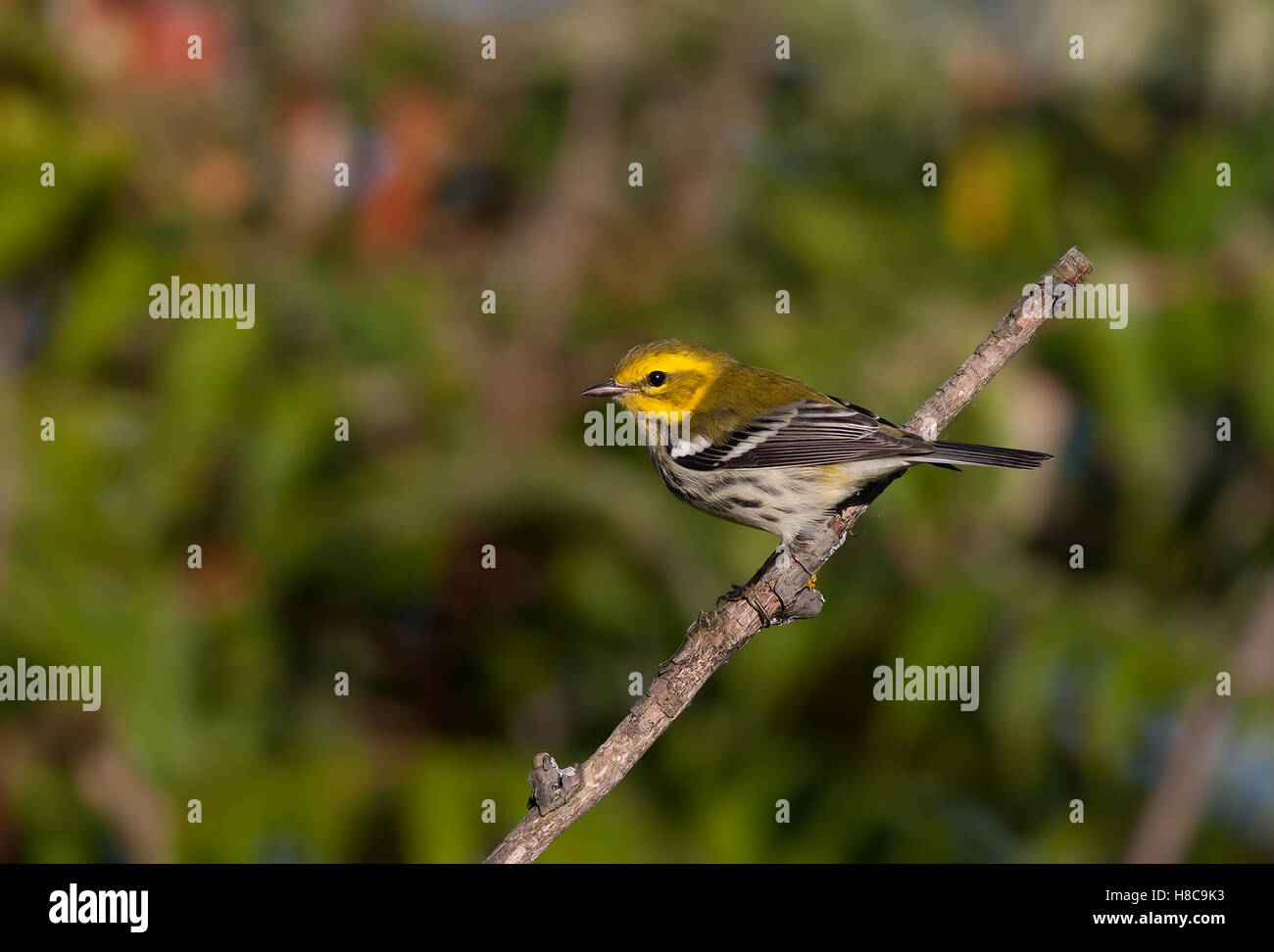 Nero-verde throated trillo appollaiato sul ramo in Canada Foto Stock