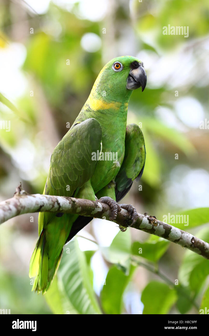 Pappagallo amazzone giallo-napped appollaiato su una filiale in Costa Rica Foto Stock