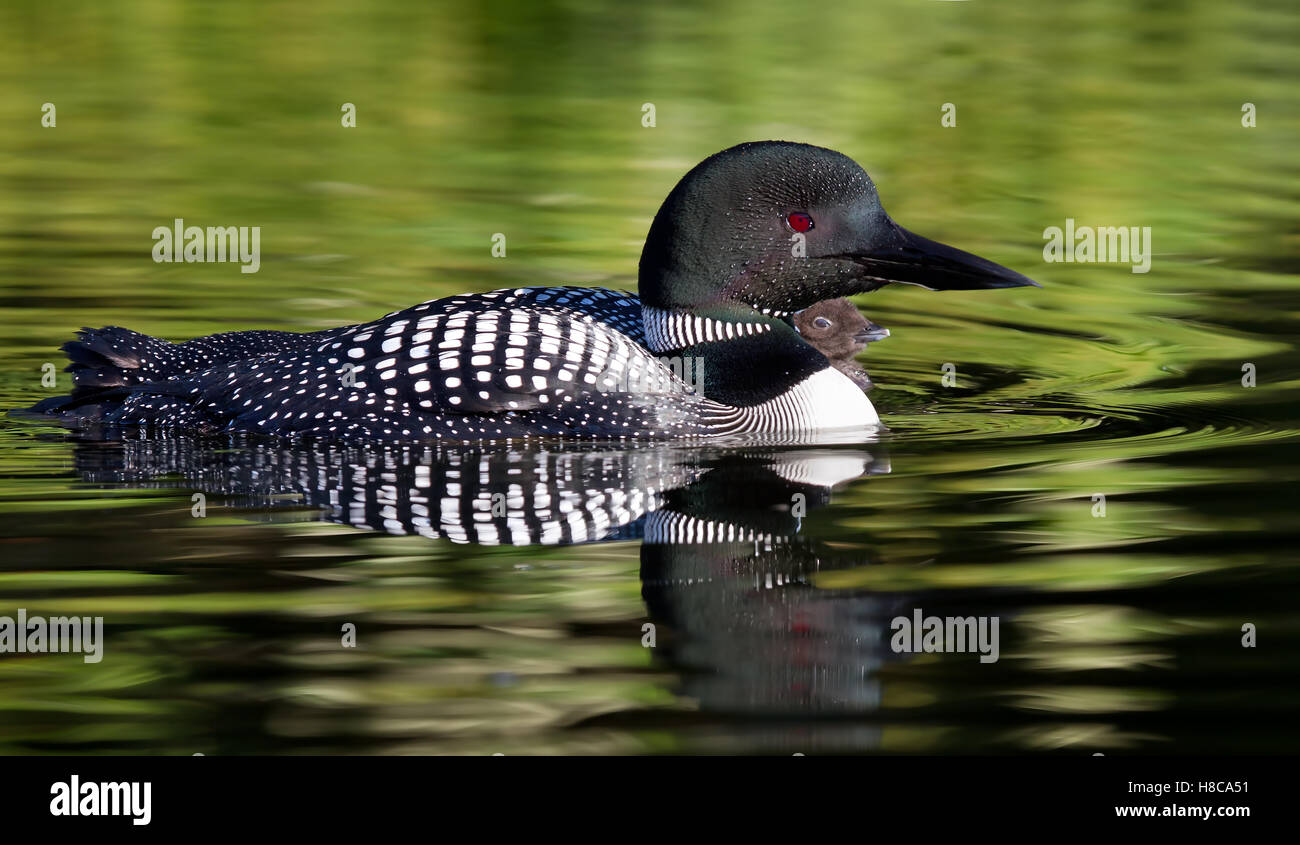 Loon comune nuoto con pulcino dal suo lato in Canada Foto Stock