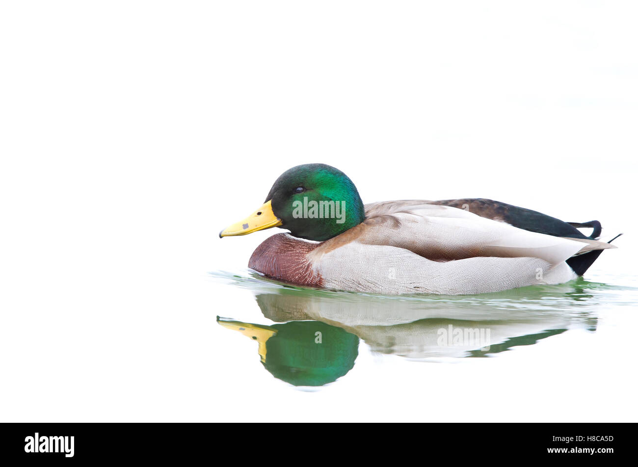 Mallard drake nuoto in acque riflettente Foto Stock
