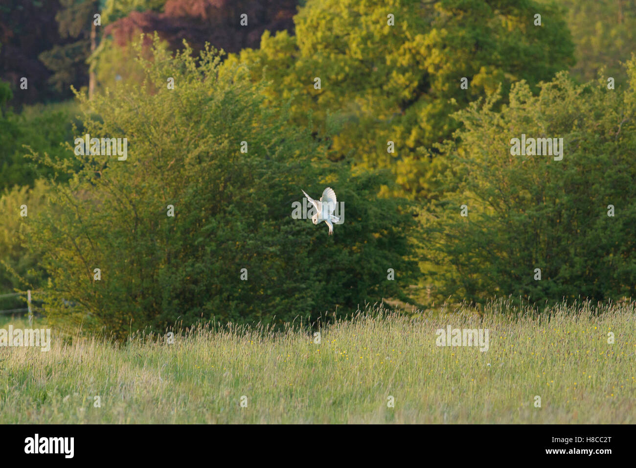 Il barbagianni (Tyto alba) adulto, la caccia su terreni accidentati campi e siepi, terreni agricoli, West Yorkshire, Inghilterra, può Foto Stock