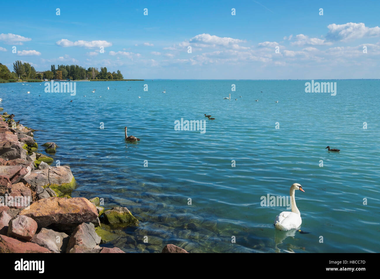 Riva del lago Balaton a Balatonfured con uccelli, Ungheria Foto Stock