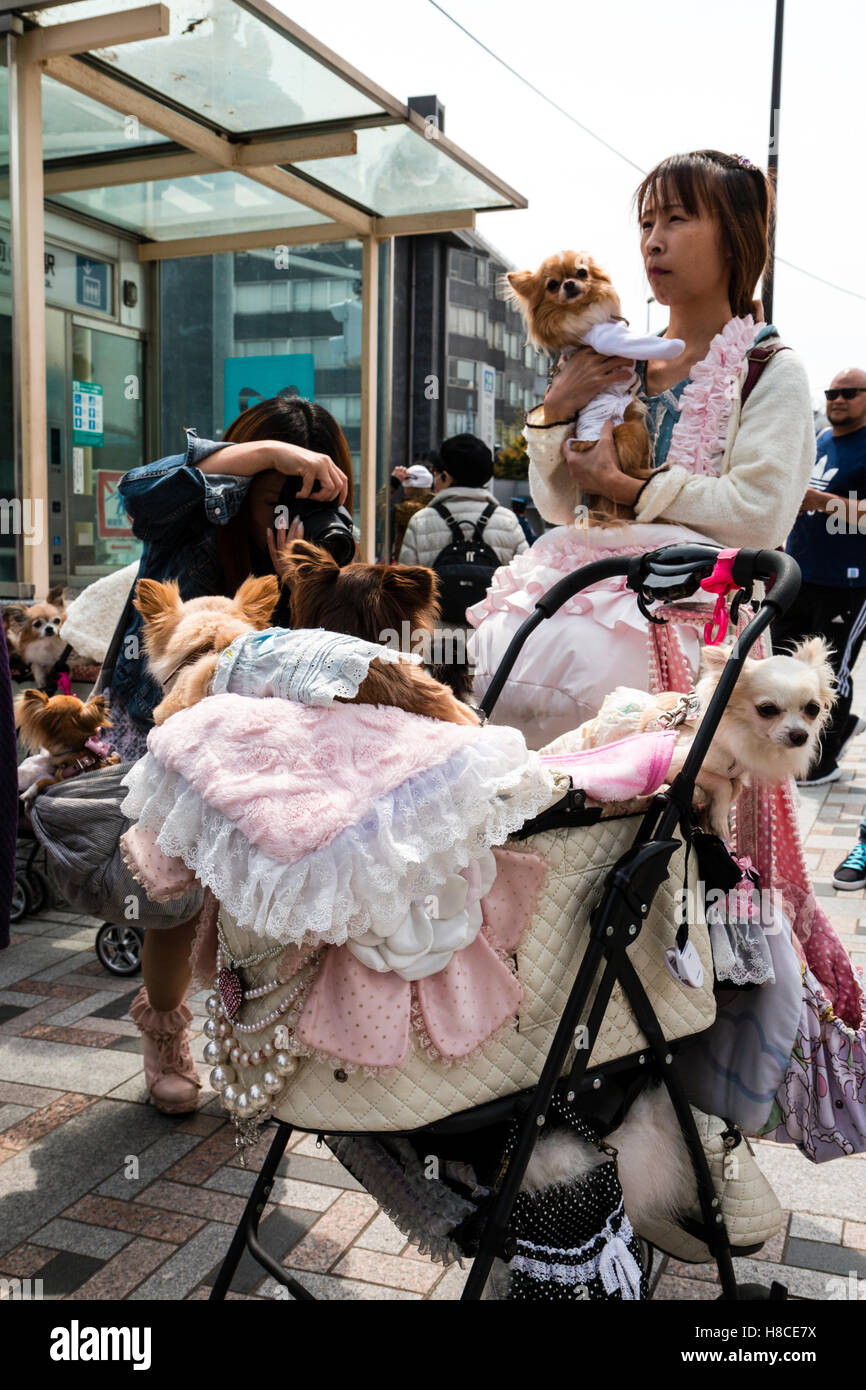 Giappone, Tokyo Harajuku. Le donne giapponesi con la PRAM contenente diversi cani viziati in design da indossare abbigliamento di marca. Foto Stock