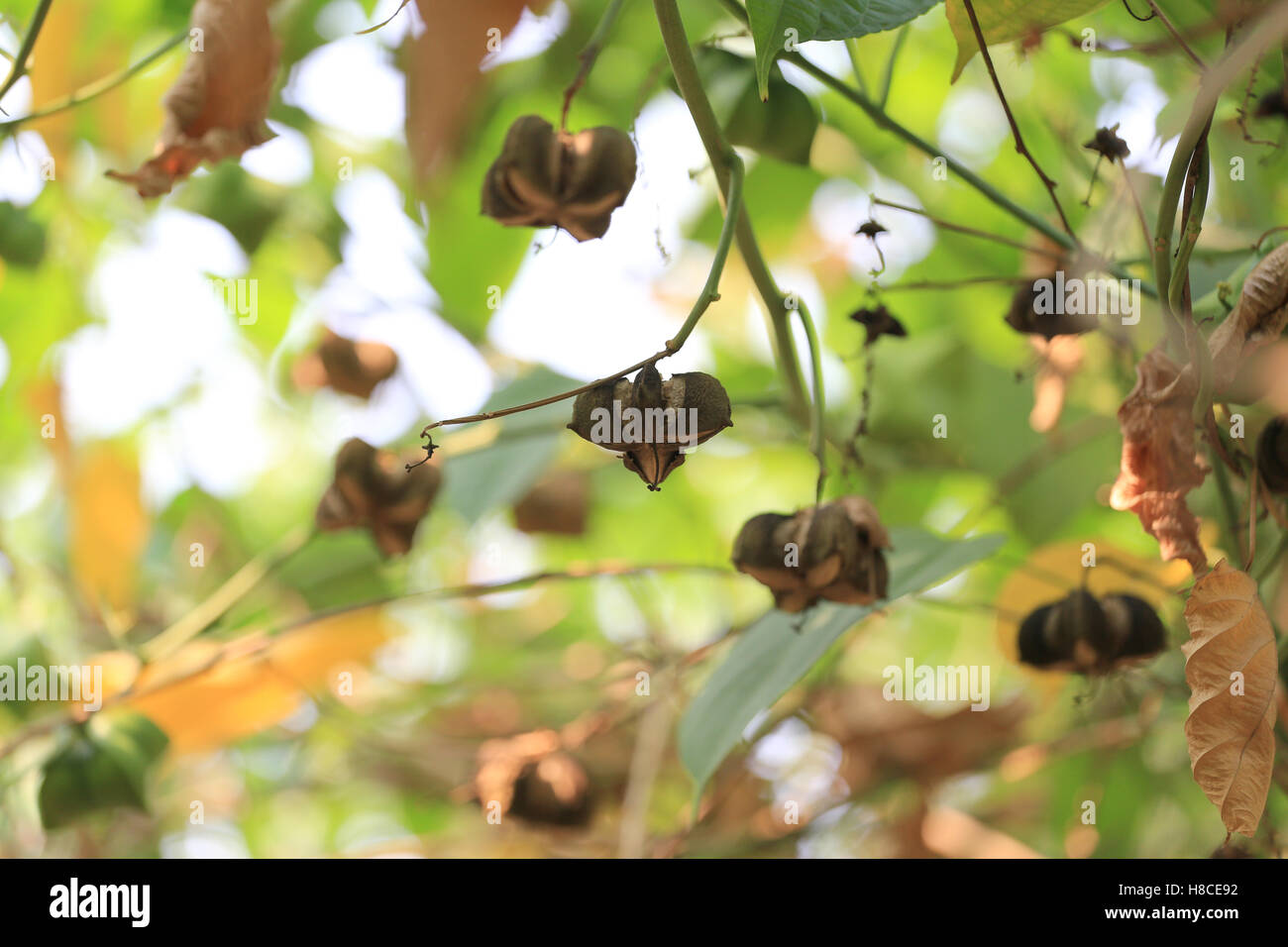 Legumi di Sacha inchi o Inca albero di arachidi,erbe tropicali che sono popolari in Thailandia. Foto Stock