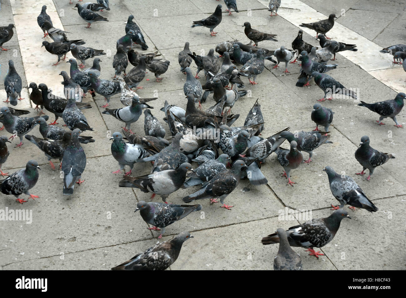 I piccioni in Piazza San Marco di Venezia in Italia. Foto Stock