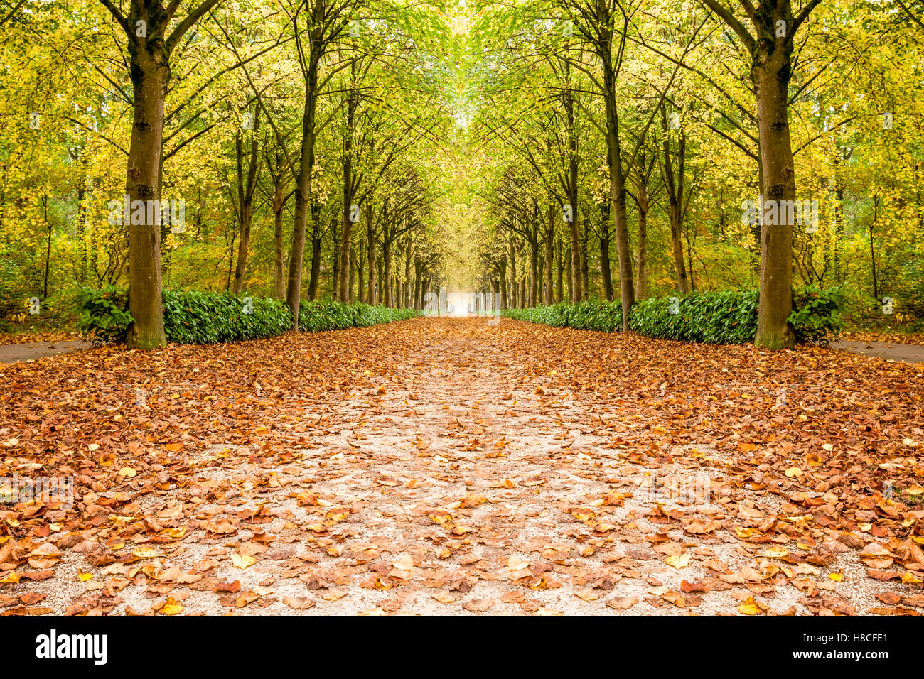 Filari di alberi durante il prossimo autunno con il sacco di foglie che cadono Foto Stock