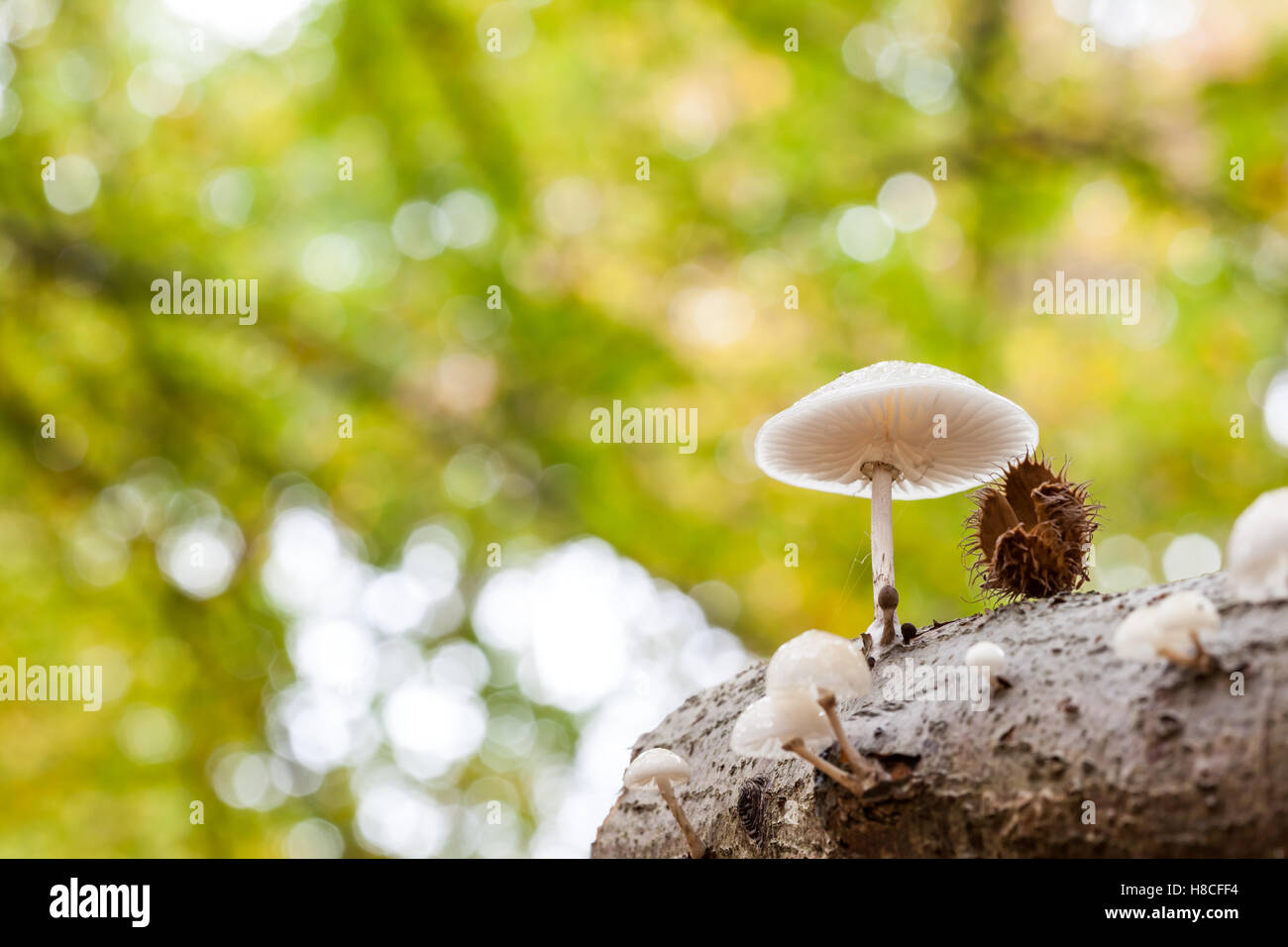 Su un ramo orizzontale di un albero crescono funghi in porcellana Foto Stock