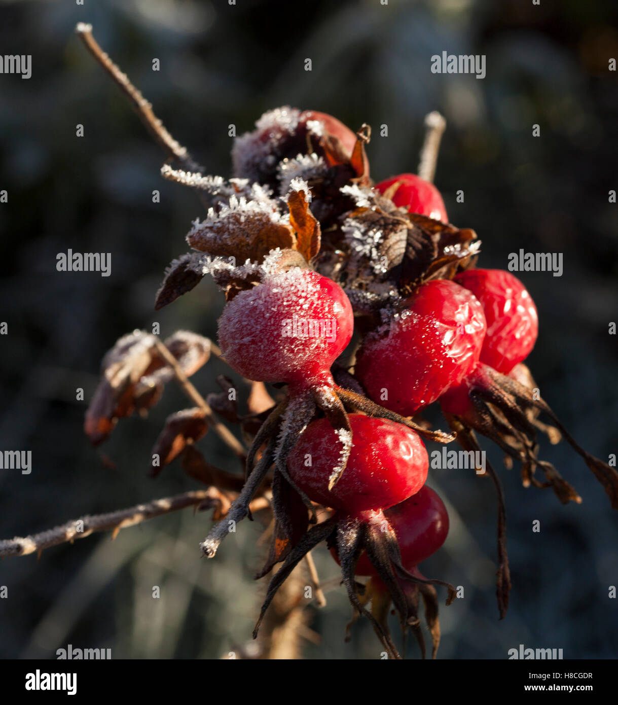 ROSE HIP con il gelo della boccola Foto Stock