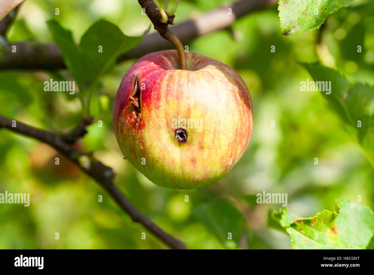 Le mele sulla struttura ad albero Foto Stock