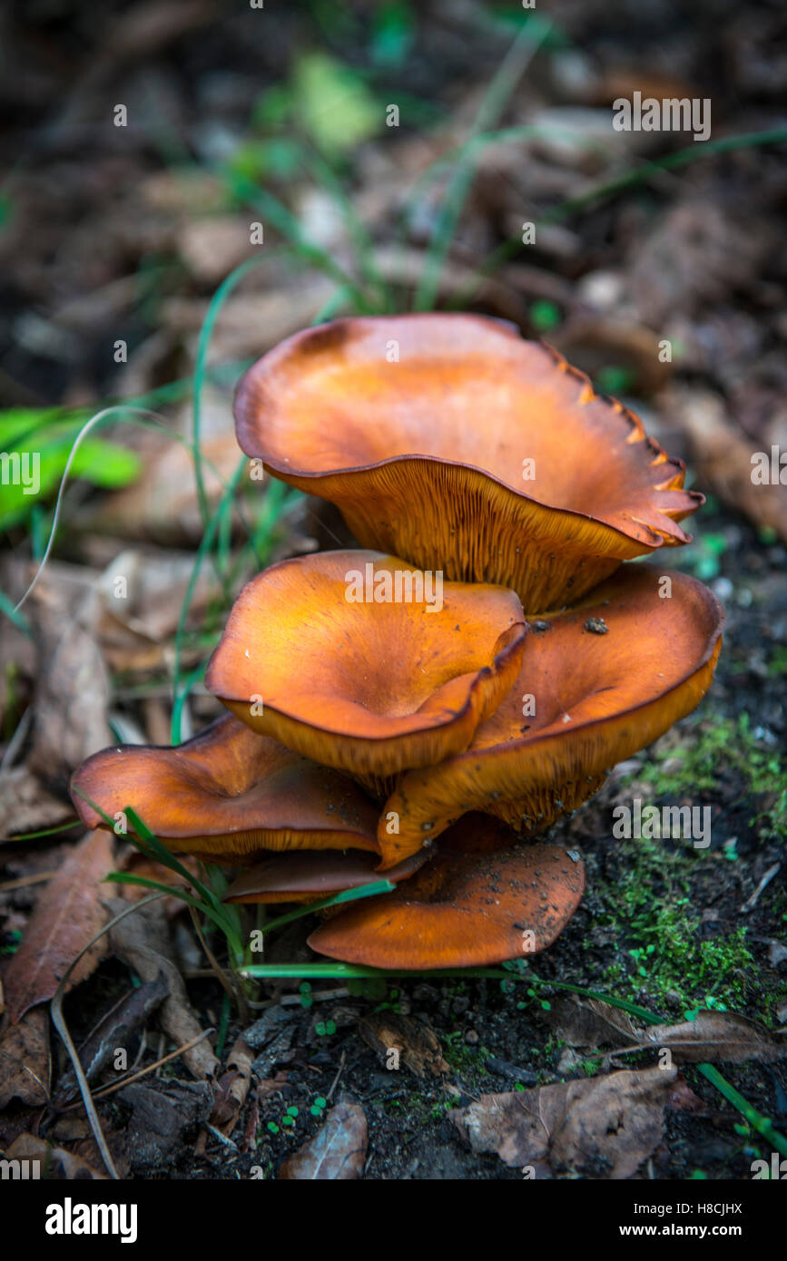 Un cluster di Jack O'Lanterna di funghi Foto Stock