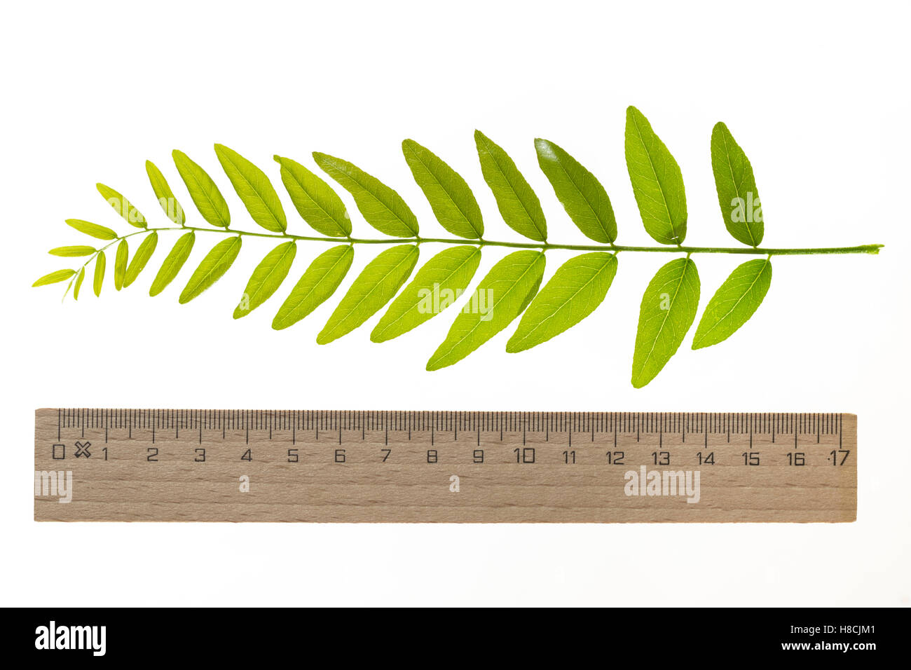 Amerikanische Gleditschie, Gleditsia triacanthos, Lederhülsenbaum, Falscher Christusdorn, miele locust, spinoso locust, Le févier Foto Stock