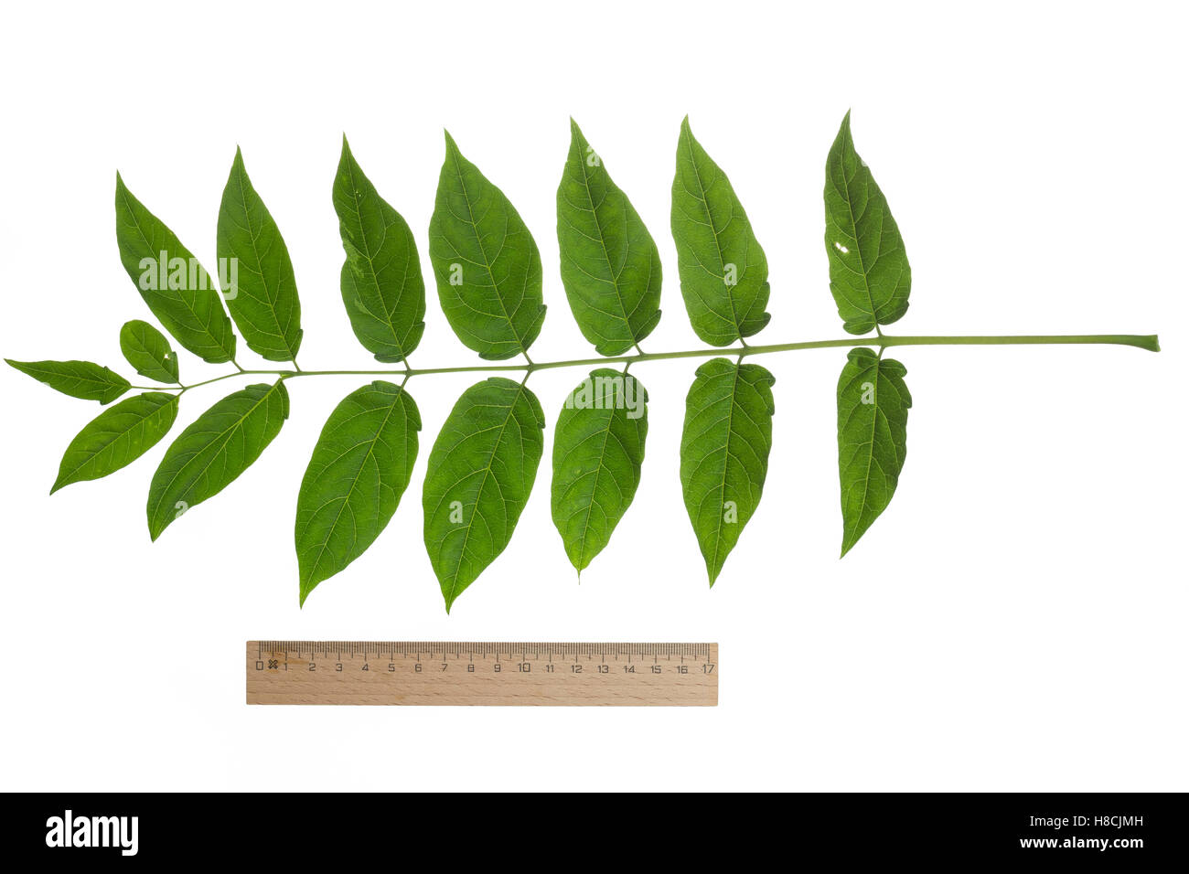 Götterbaum, Chinesischer Götterbaum, Ailanthus altissima, Ailanthus glandulosa, albero del cielo, ailanthus, chouchun, L'Ailante g Foto Stock