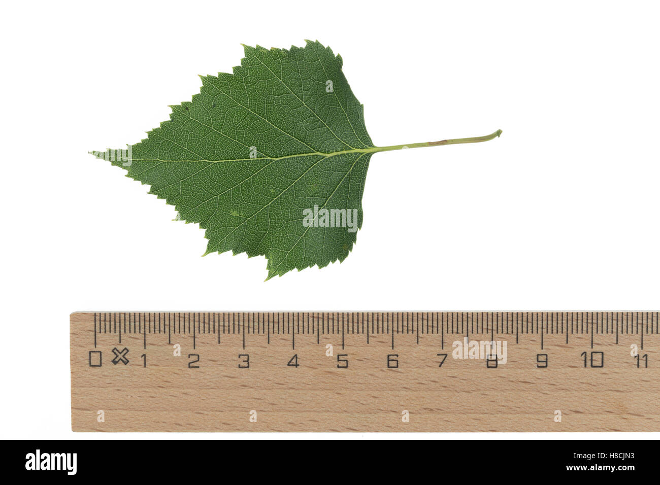 Hänge-Birke, Sand-Birke, Birke, Hängebirke, Sandbirke, Weißbirke, Betula pendula, Europeo Betulla bianco, argento Betulla, presenta verrucosa birc Foto Stock