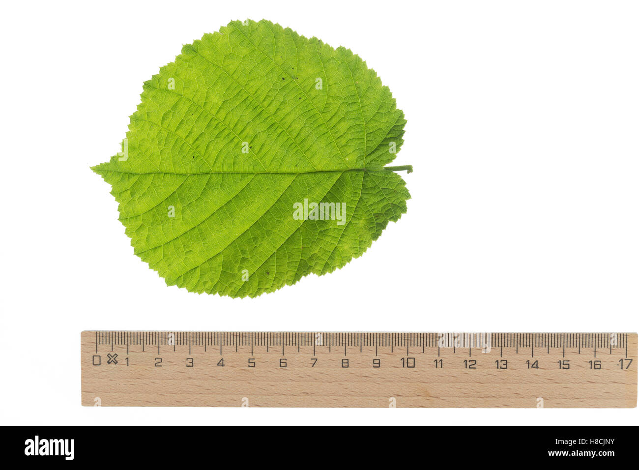 Gewöhnliche Hasel, Haselnuß, Haselnuss, Corylus avellana, Cob, nocciolo, Coudrier, Noisetier commun. Blatt, Blätter, foglia, le Foto Stock