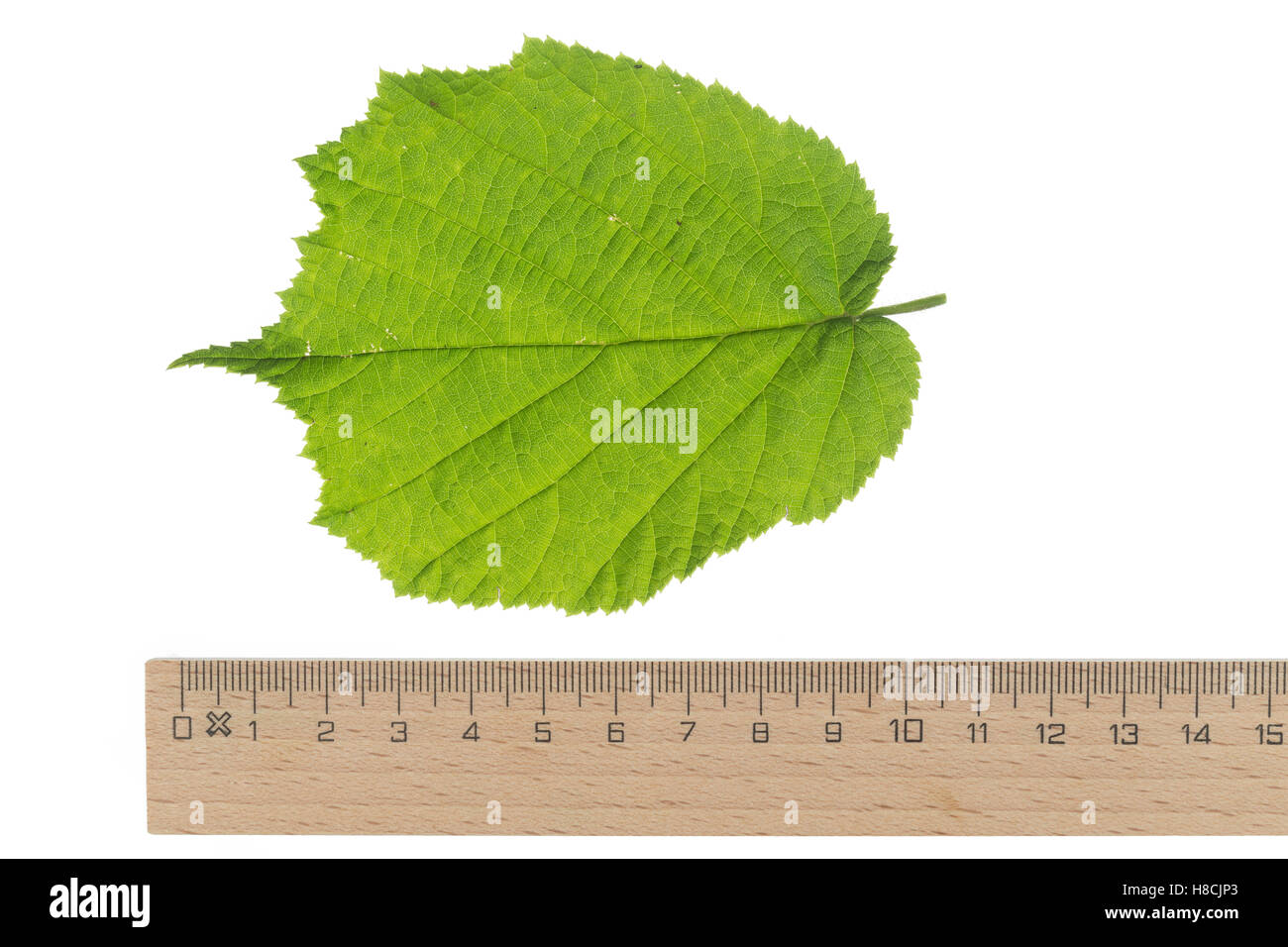Gewöhnliche Hasel, Haselnuß, Haselnuss, Corylus avellana, Cob, nocciolo, Coudrier, Noisetier commun. Blatt, Blätter, foglia, le Foto Stock