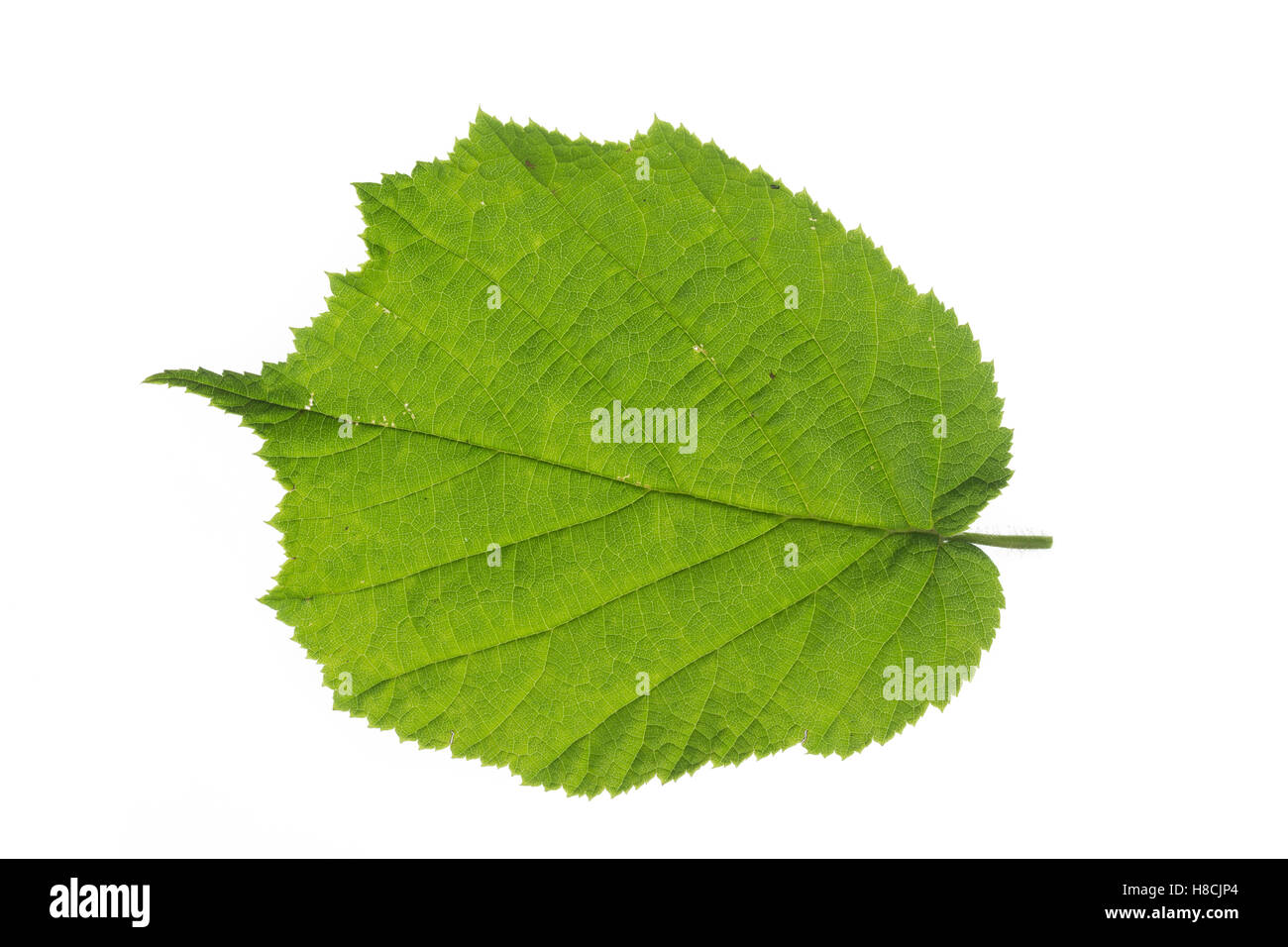 Gewöhnliche Hasel, Haselnuß, Haselnuss, Corylus avellana, Cob, nocciolo, Coudrier, Noisetier commun. Blatt, Blätter, foglia, le Foto Stock
